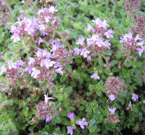 Mateřídouška 'Woody' - Thymus pseudolanuginosus 'Woody'