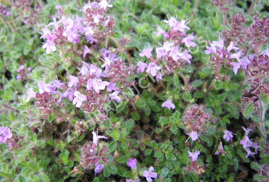 Mateřídouška 'Woody' - Thymus pseudolanuginosus 'Woody'