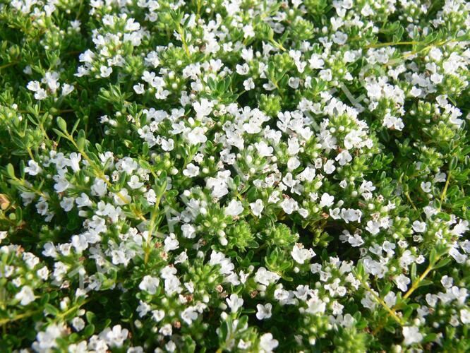 Mateřídouška 'Wirral White' - Thymus praecox 'Wirral White'