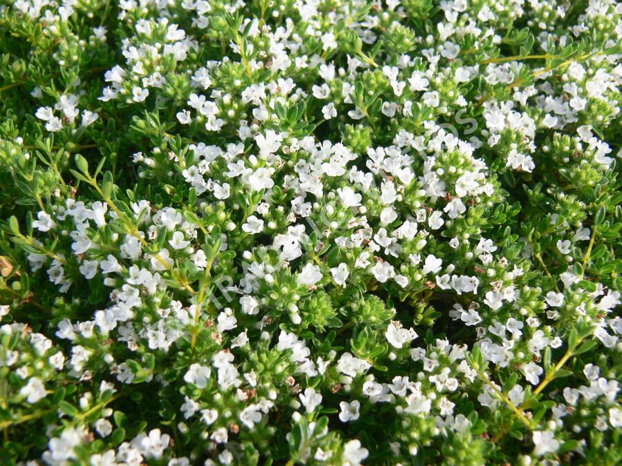Mateřídouška 'Wirral White' - Thymus praecox 'Wirral White'