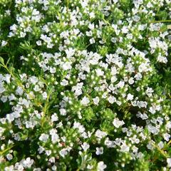 Mateřídouška 'Wirral White' - Thymus praecox 'Wirral White'