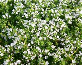Mateřídouška 'Wirral White'