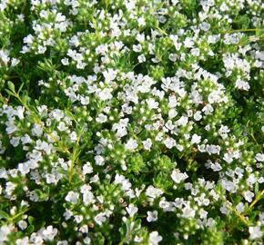 Mateřídouška 'Wirral White' - Thymus praecox 'Wirral White'