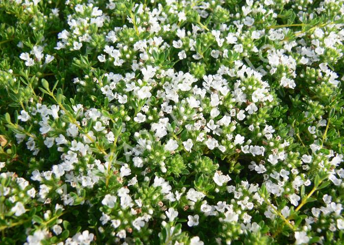 Mateřídouška 'Wirral White' - Thymus praecox 'Wirral White'