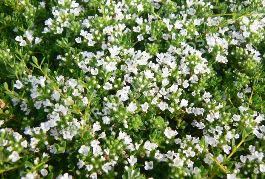 Mateřídouška 'Wirral White' - Thymus praecox 'Wirral White'