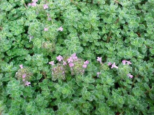 Mateřídouška - Thymus pseudolanuginosus