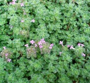 Mateřídouška - Thymus pseudolanuginosus