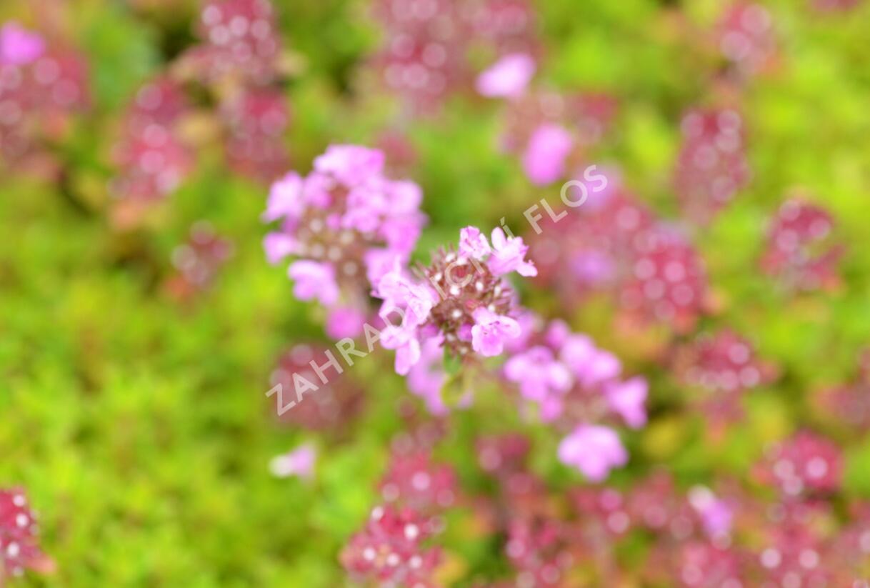 Mateřídouška 'Minor' 6 - Thymus praecox 'Minor' 6