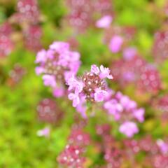 Mateřídouška 'Minor' 6 - Thymus praecox 'Minor' 6