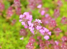 Mateřídouška 'Minor' 6 - Thymus praecox 'Minor' 6