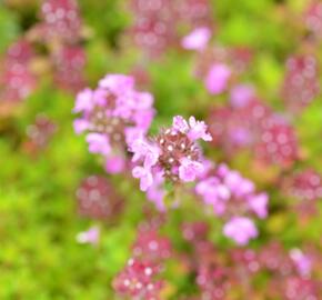 Mateřídouška 'Minor' 6 - Thymus praecox 'Minor' 6