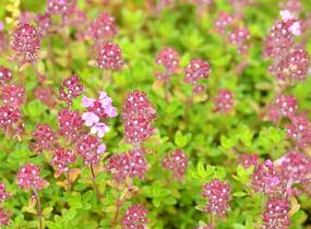 Mateřídouška 'Minor' 6 - Thymus praecox 'Minor' 6
