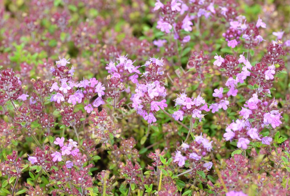 Mateřídouška 'Minor' 4 - Thymus praecox 'Minor' 4