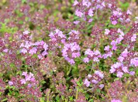 Mateřídouška 'Minor' 4 - Thymus praecox 'Minor' 4