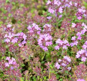 Mateřídouška 'Minor' 4 - Thymus praecox 'Minor' 4