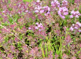 Mateřídouška 'Minor' 4 - Thymus praecox 'Minor' 4