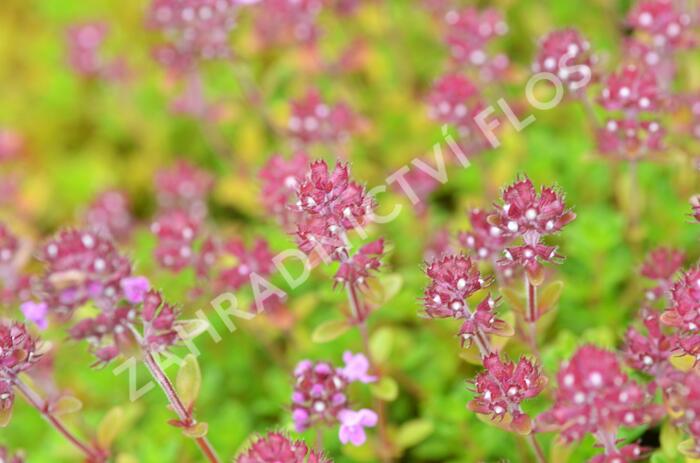 Mateřídouška 'Minor' 5 - Thymus praecox 'Minor' 5