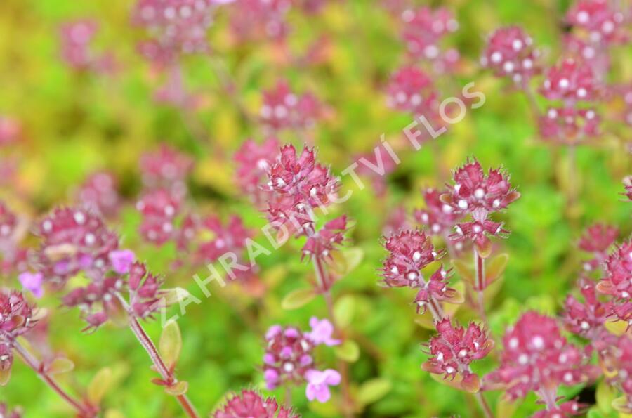 Mateřídouška 'Minor' 5 - Thymus praecox 'Minor' 5