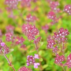 Mateřídouška 'Minor' 5 - Thymus praecox 'Minor' 5