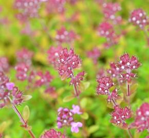 Mateřídouška 'Minor' 5 - Thymus praecox 'Minor' 5