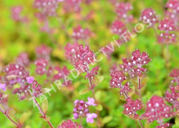 Mateřídouška 'Minor' 5 - Thymus praecox 'Minor' 5