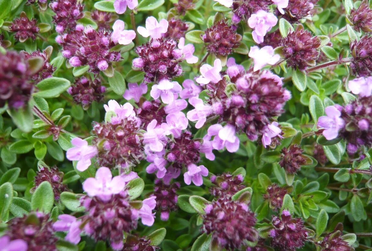 Mateřídouška 'Minor' 3 - Thymus praecox 'Minor' 3