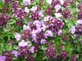Mateřídouška 'Minor' 3 - Thymus praecox 'Minor' 3
