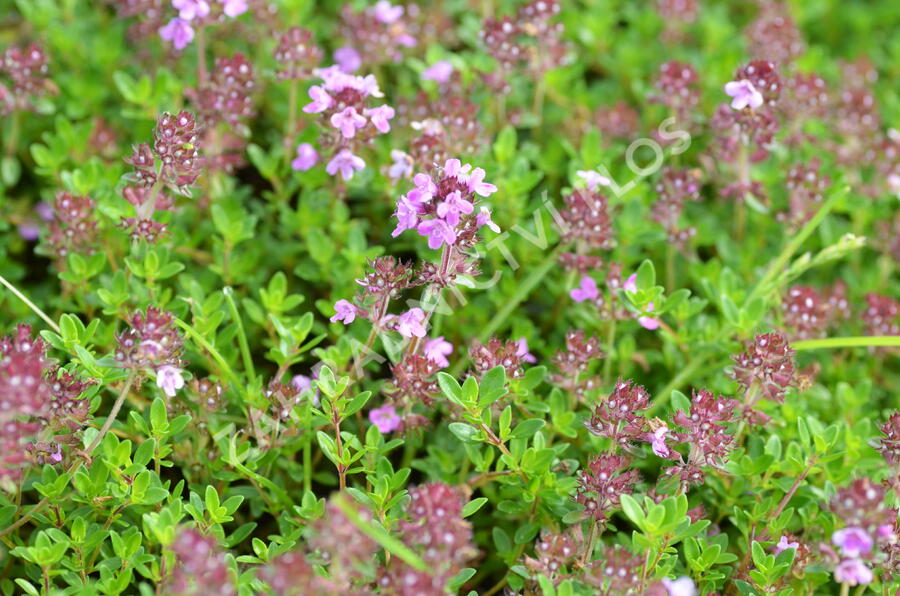 Mateřídouška 'Minor' 3 - Thymus praecox 'Minor' 3