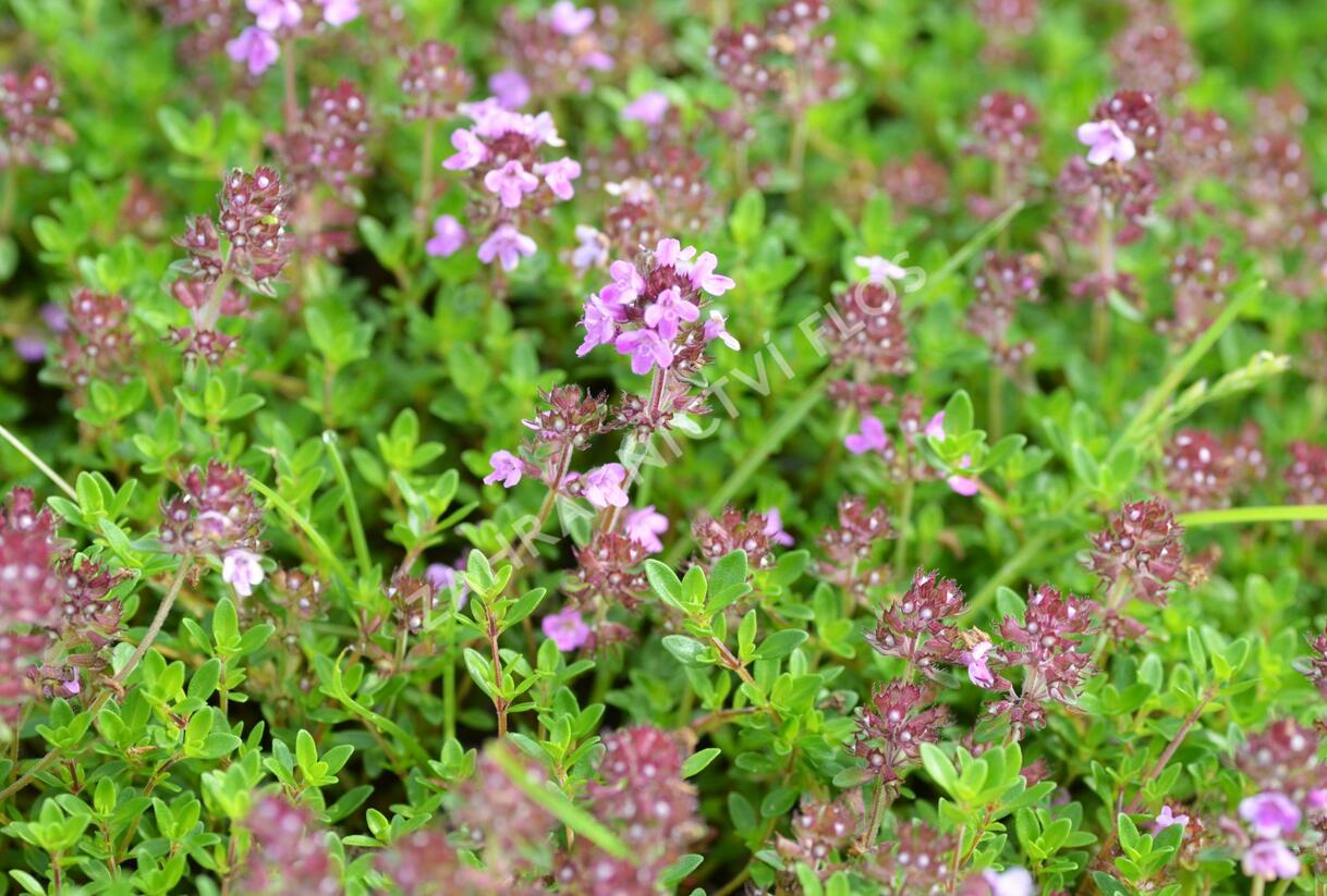 Mateřídouška 'Minor' 3 - Thymus praecox 'Minor' 3