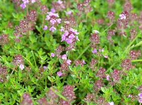 Mateřídouška 'Minor' 3 - Thymus praecox 'Minor' 3