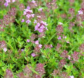 Mateřídouška 'Minor' 3 - Thymus praecox 'Minor' 3