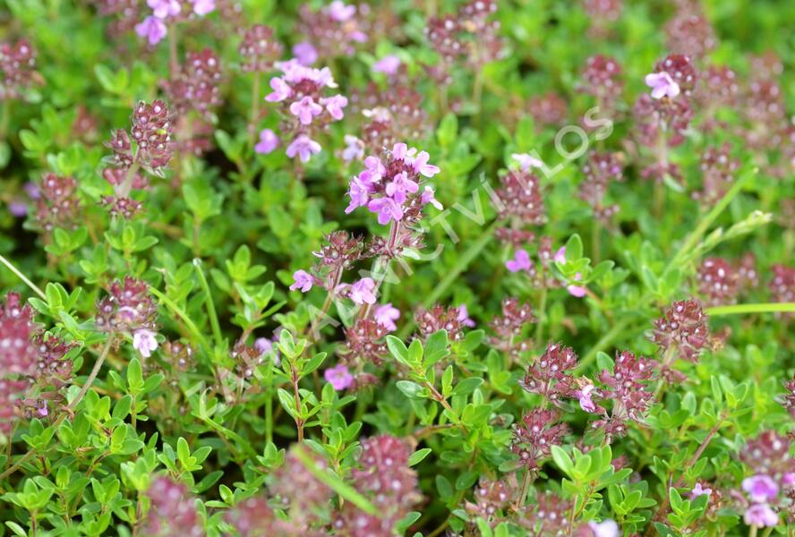 Mateřídouška 'Minor' 3 - Thymus praecox 'Minor' 3