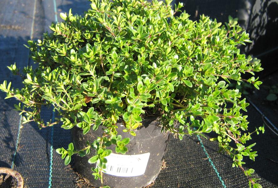 Mateřídouška 'Minor' 2 - Thymus praecox 'Minor' 2
