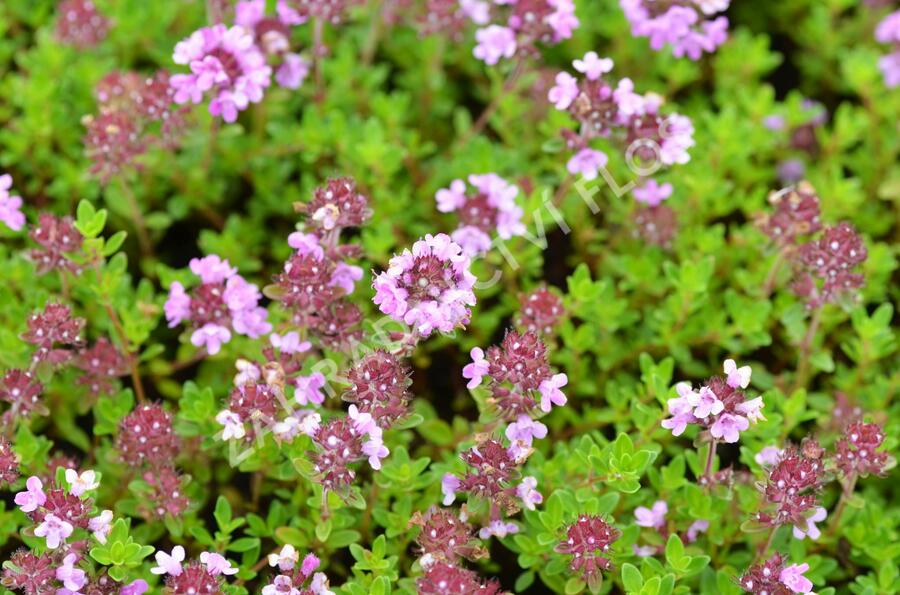 Mateřídouška 'Minor' 1 - Thymus praecox 'Minor' 1