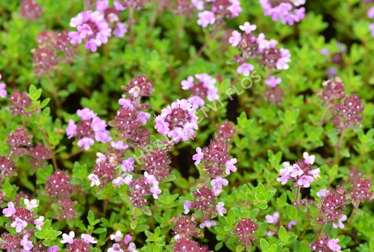 Mateřídouška 'Minor' 1 - Thymus praecox 'Minor' 1
