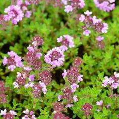 Mateřídouška 'Minor' 1 - Thymus praecox 'Minor' 1