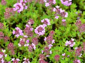 Mateřídouška 'Minor' 1 - Thymus praecox 'Minor' 1