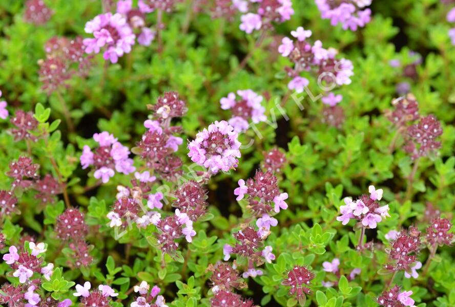 Mateřídouška 'Minor' 1 - Thymus praecox 'Minor' 1