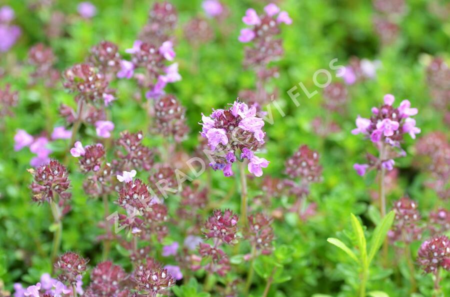 Mateřídouška 'Minor' 1 - Thymus praecox 'Minor' 1
