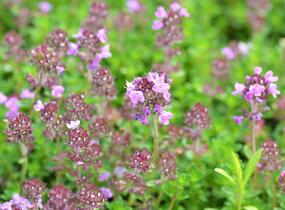 Mateřídouška 'Minor' 1 - Thymus praecox 'Minor' 1