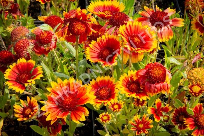 Kokarda osinatá 'Arizona Sun' - Gaillardia aristata 'Arizona Sun'