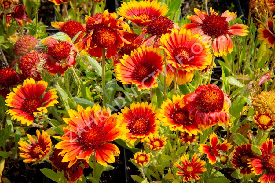 Kokarda osinatá 'Arizona Sun' - Gaillardia aristata 'Arizona Sun'