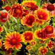 Kokarda osinatá 'Arizona Sun' - Gaillardia aristata 'Arizona Sun'