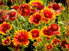 Kokarda osinatá 'Arizona Sun' - Gaillardia aristata 'Arizona Sun'