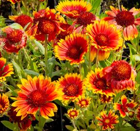 Kokarda osinatá 'Arizona Sun' - Gaillardia aristata 'Arizona Sun'