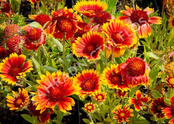 Kokarda osinatá 'Arizona Sun' - Gaillardia aristata 'Arizona Sun'