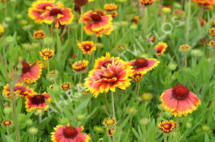 Kokarda osinatá 'Arizona Sun' - Gaillardia aristata 'Arizona Sun'