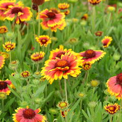 Kokarda osinatá 'Arizona Sun' - Gaillardia aristata 'Arizona Sun'