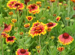 Kokarda osinatá 'Arizona Sun' - Gaillardia aristata 'Arizona Sun'