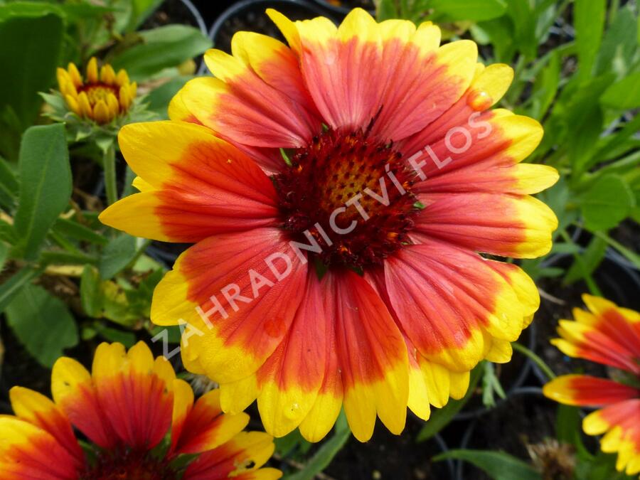 Kokarda osinatá 'Arizona Sun' - Gaillardia aristata 'Arizona Sun'